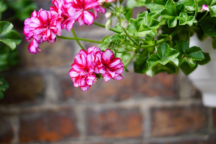 Ampel Pelargonium - hemvård. Odling av rikliga pelargoner, transplantation och reproduktion. Beskrivning, typer. Ett foto