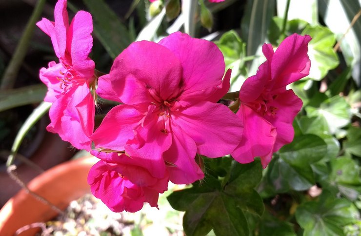 En gynnsam jord för rikligt pelargonium blir en lätt bördig jordblandning