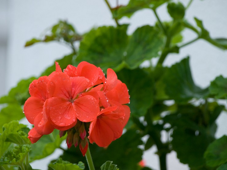 Merawat pelargonium ampel di rumah