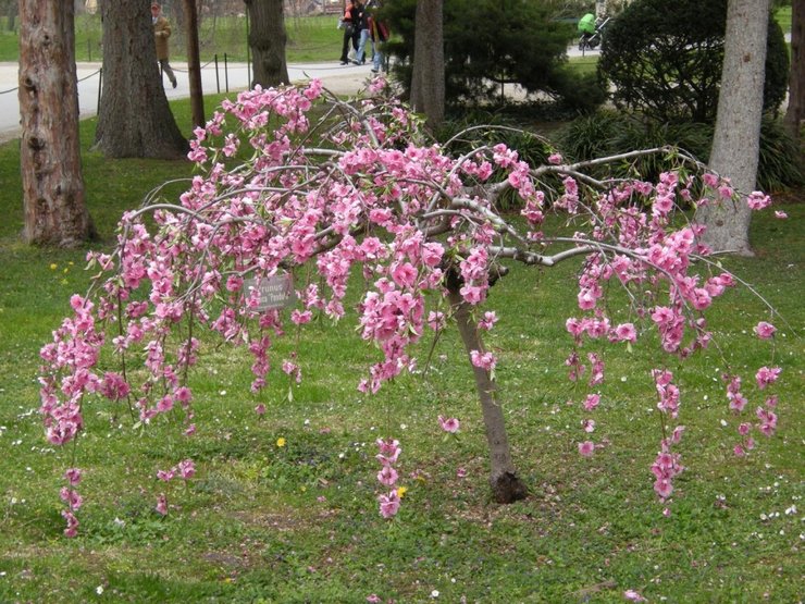 Låga mandlar snälla blommodlare med riklig och mycket vacker blomning