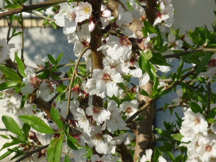 Plantera mandlar utomhus