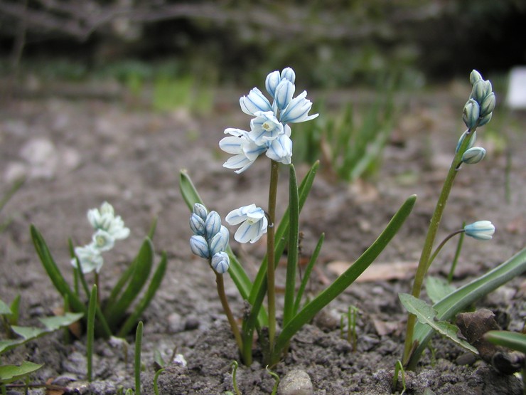 Plantering av Pushkinia i öppen mark