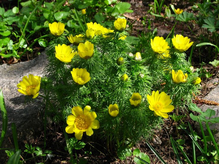 Merawat adonis di kebun