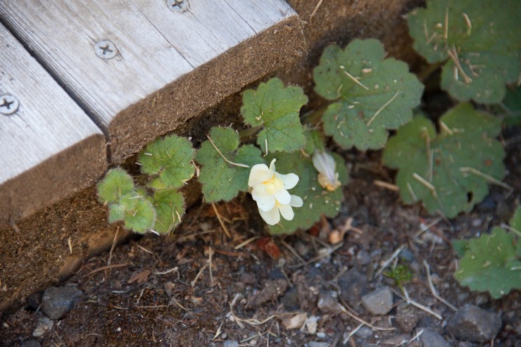 Plantering av asarin i öppen mark