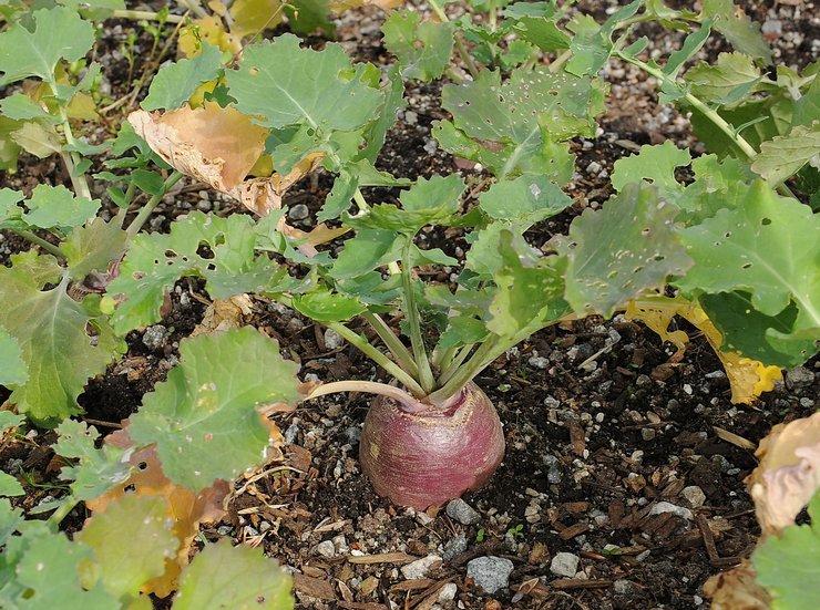 Rutabaga: menanam dan merawat di ladang terbuka, tumbuh dari biji