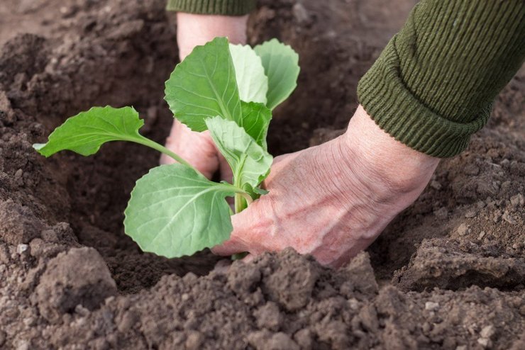 Plantera svensk i öppen mark