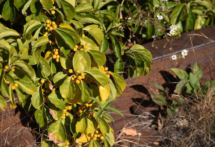 Tang hidung-pokok: menanam dan merawat di ladang terbuka, tumbuh dari biji