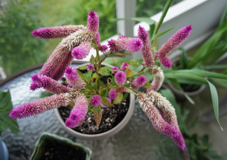 Celosia efter blomning