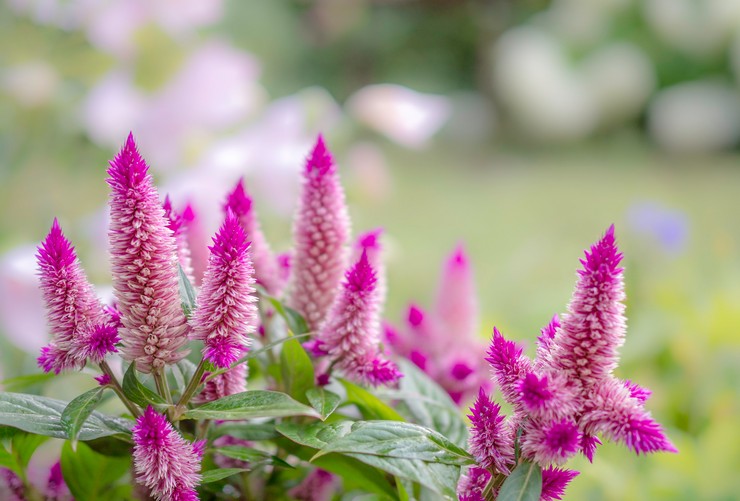 Celosia - plantering och vård i det öppna fältet. Växande cellos från frön. Beskrivning, typer med foton