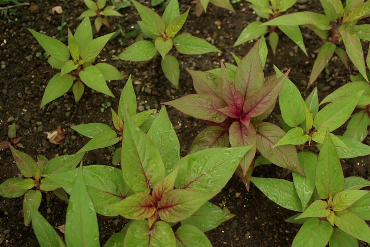 Plantera cellos i öppen mark