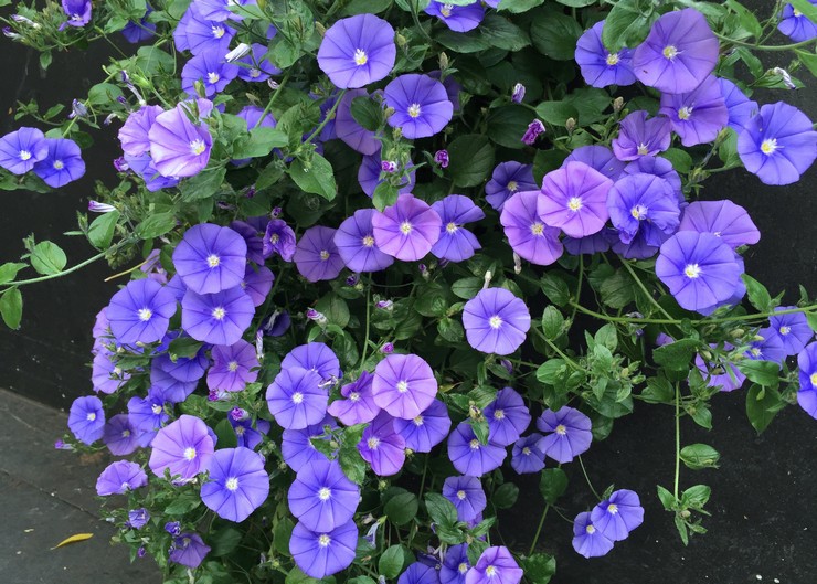 Bindweed: plantering och vård i det öppna fältet, växer från frön