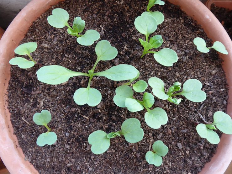 Växande bindweed från frön