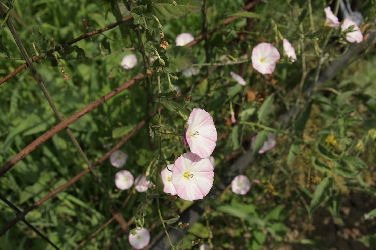 Cara menghilangkan bindweed