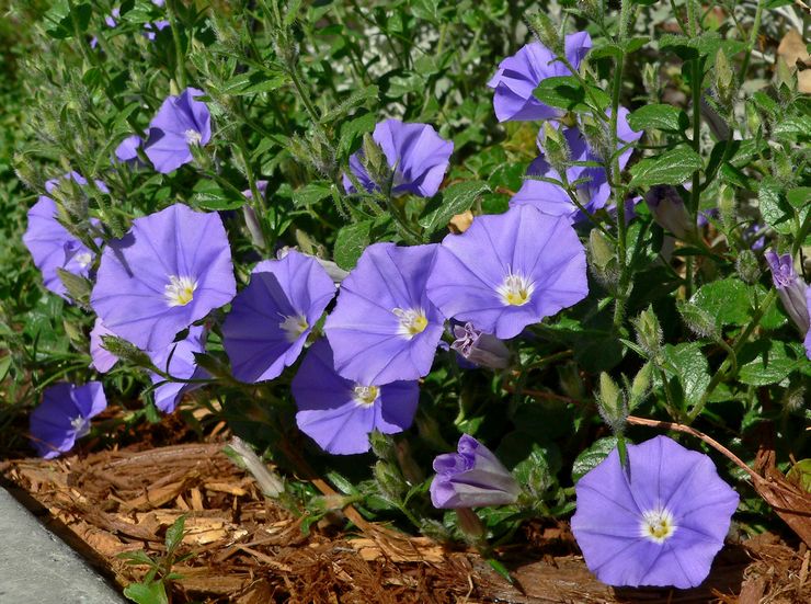 Bindweed vård