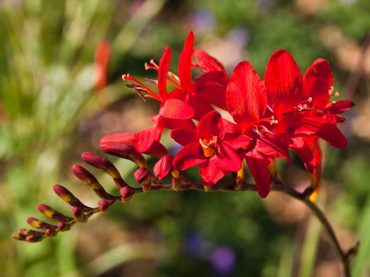 Crocosmia (montbrecia) - plantering och vård i det öppna fältet. Växande krokosmia från frön. Beskrivning, typer med foton