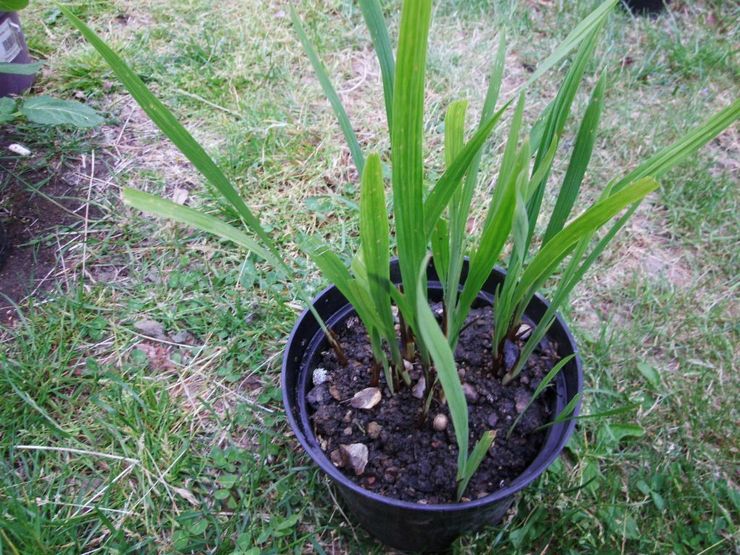 Pembiakan crocosmia