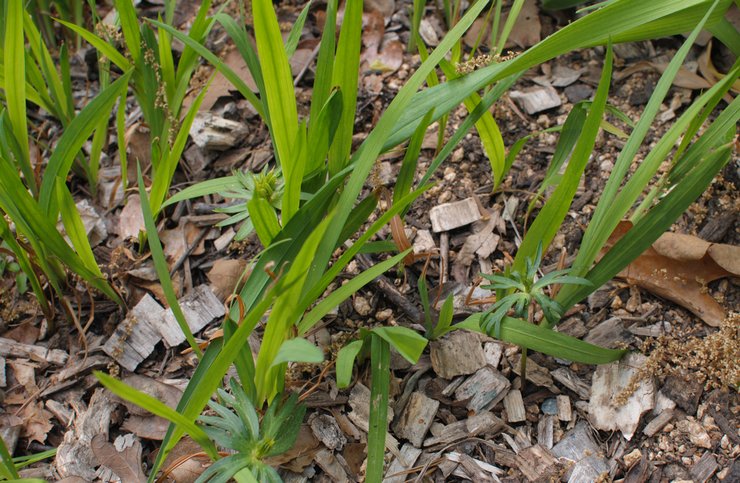 Tumbuh crocosmia dari biji