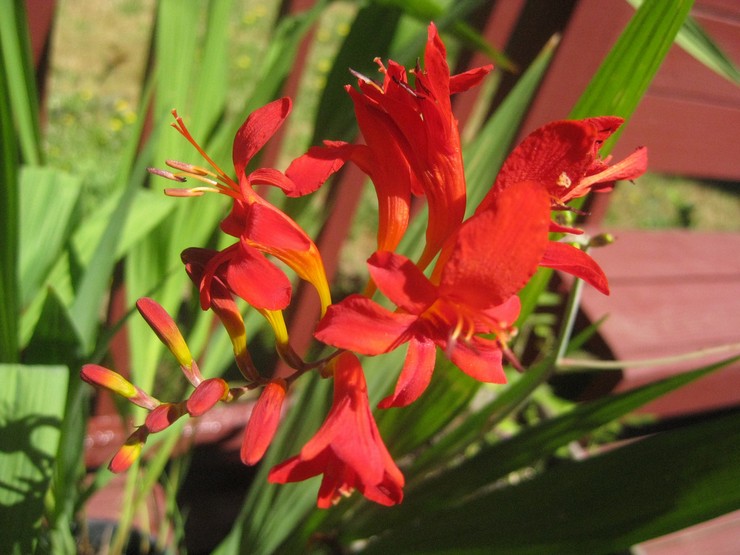 Penjagaan Crocosmia di kebun