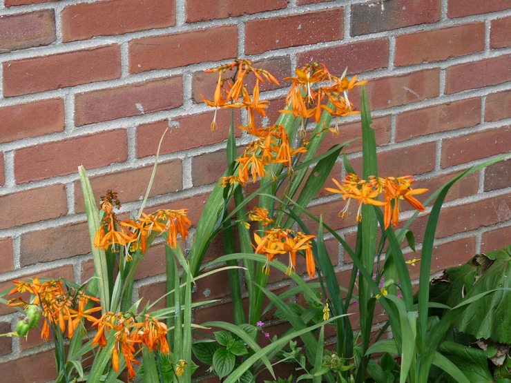 Jenis dan jenis crocosmia