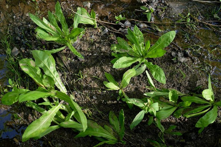 Växande helenium från frön