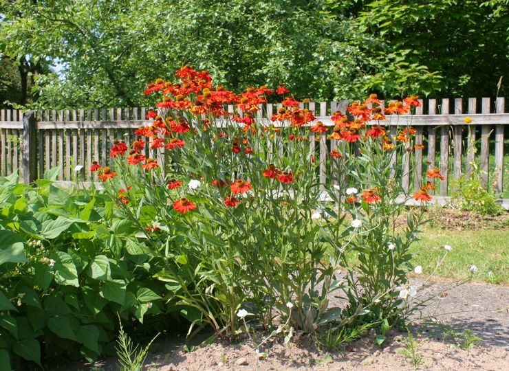 Merawat helenium di kebun