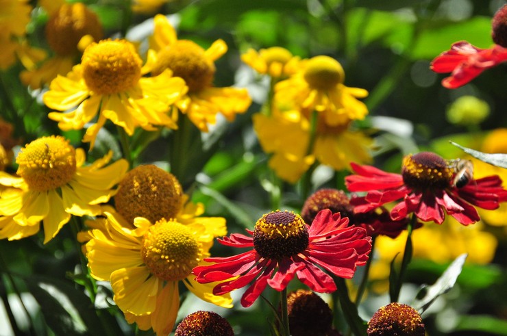 Typer och sorter av helenium