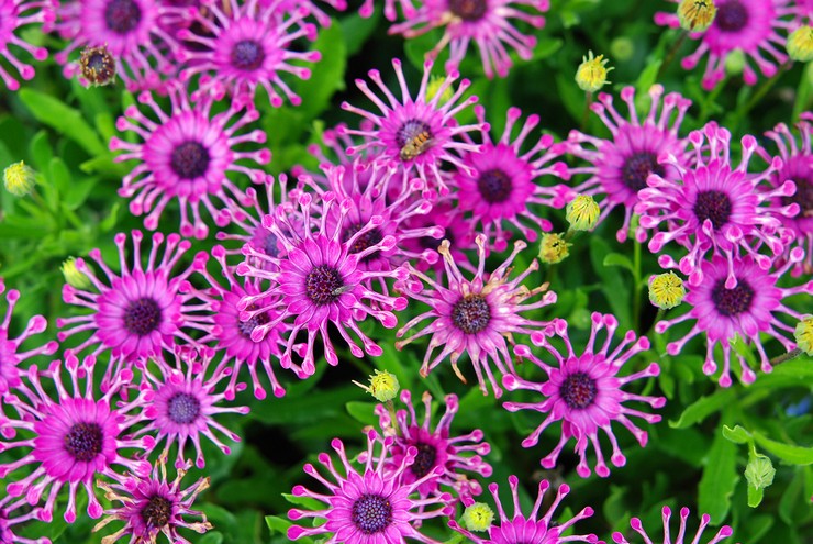 Osteospermum: menanam dan merawat di ladang terbuka, tumbuh dari biji