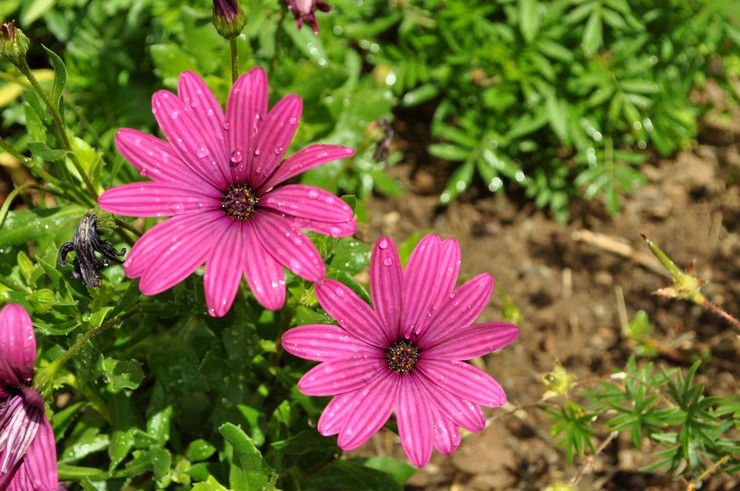 Osteospermum vård i trädgården