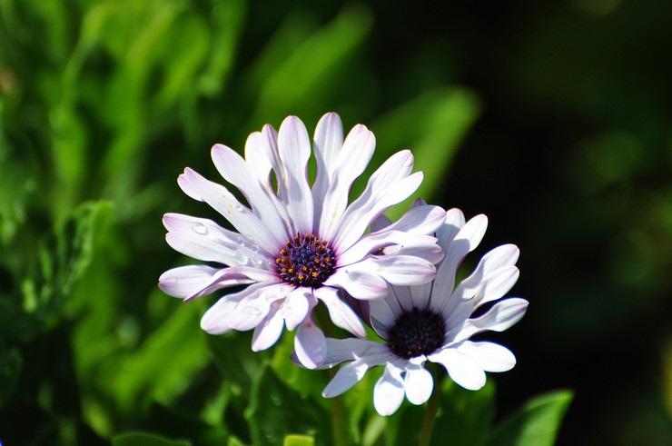 Typer och sorter av osteospermum