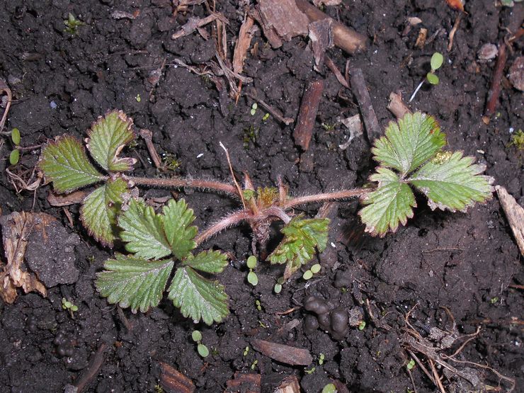 Plantera Potentilla i öppen mark