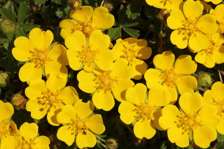 Cinquefoil: plantering och vård i det öppna fältet, växer från frön