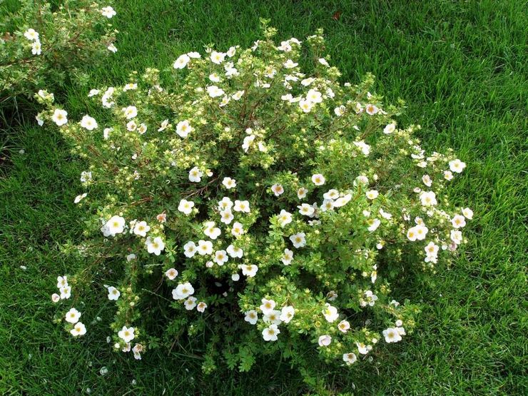 Penjagaan potentilla