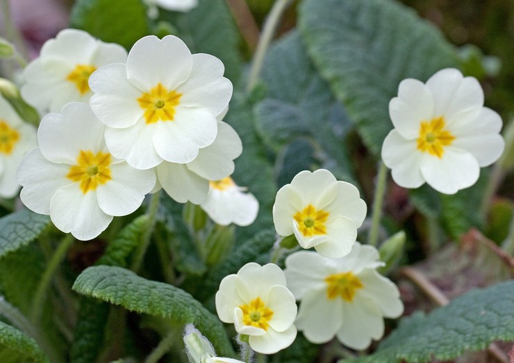 Primrose kebun: menanam dan merawat di ladang terbuka, tumbuh dari biji