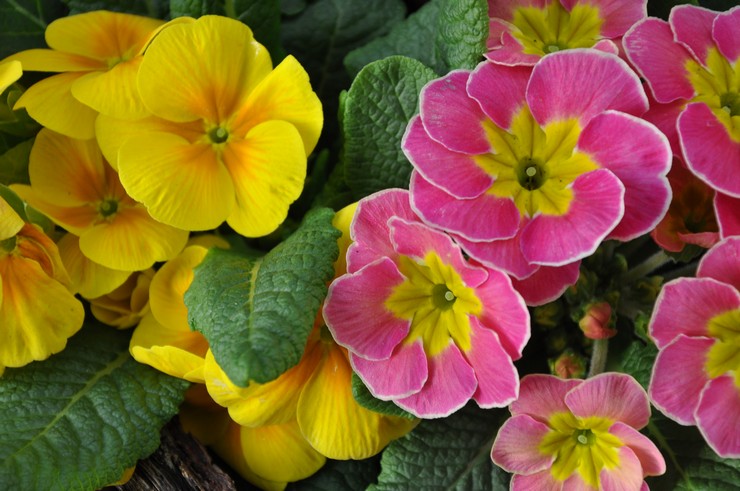 Primrose blomma beskrivning