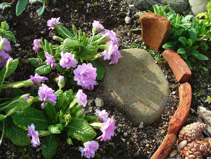 Penjagaan primrose di kebun