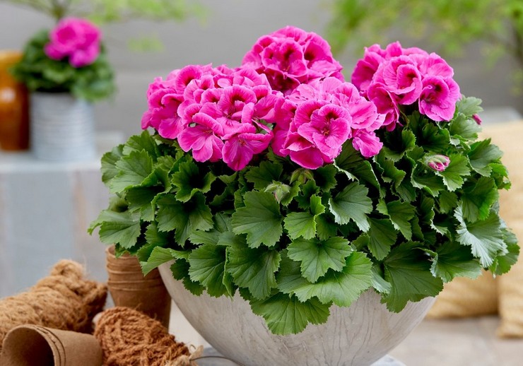 Pelargonium royal: hemvård, transplantation och reproduktion