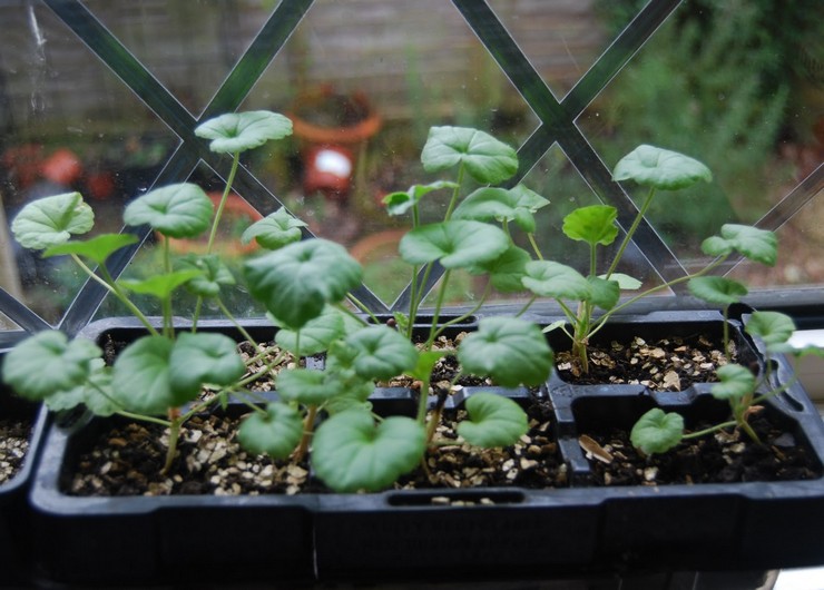 Reproduktion av kungligt pelargonium