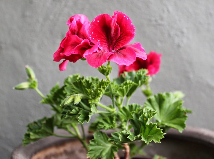 Pelargonium Diraja bertindak balas dengan baik terhadap penyiraman yang banyak semasa berbunga