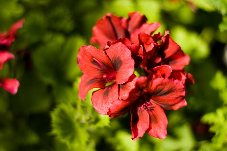 Typer och sorter av kungligt pelargonium