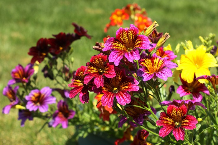 Salpiglossis: menanam dan merawat di ladang terbuka, tumbuh dari biji