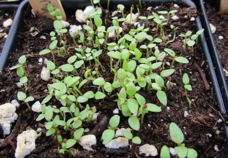 Tumbuh salpiglossis dari biji