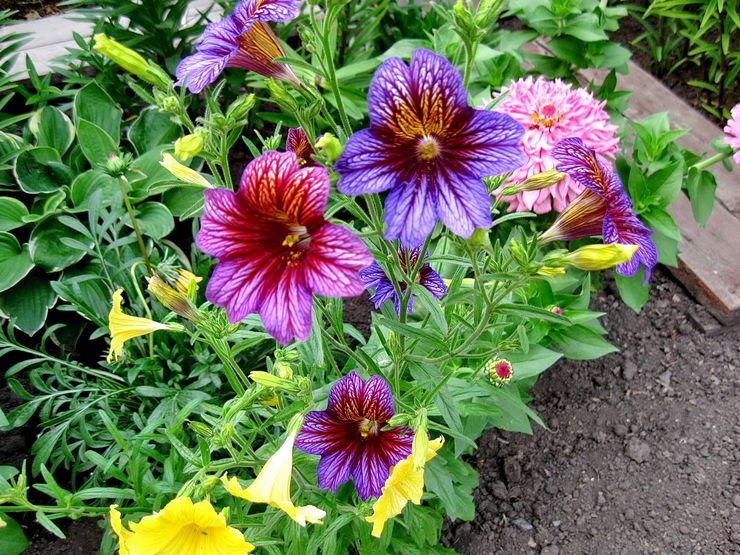 Penjagaan salpiglossis di kebun