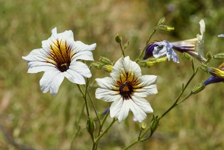 Typer och sorter av salpiglossis