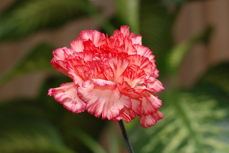 Carnation Shabo - menanam dan merawat di ladang terbuka. Menumbuhkan anyaman Shabo dari biji. Penerangan, jenis dengan foto