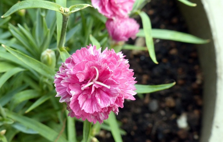 Pengeluaran semula carnation Shabo