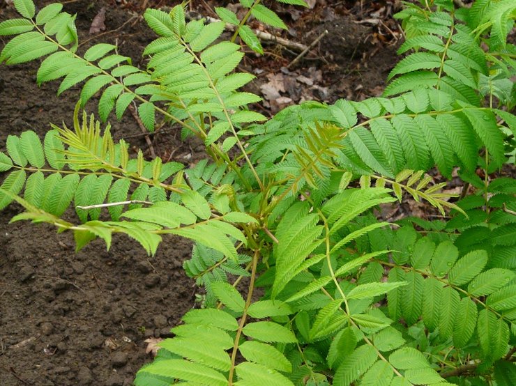 Penjagaan ladang