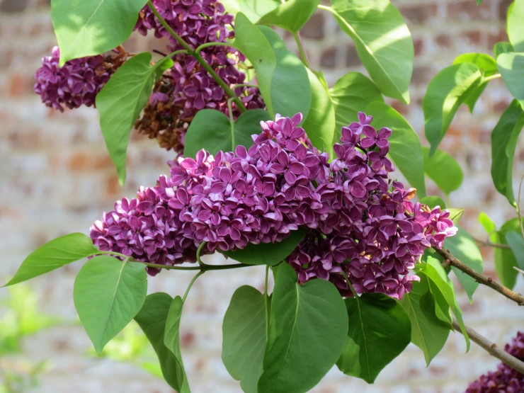 Lilac: menanam dan merawat di ladang terbuka, tumbuh di kebun