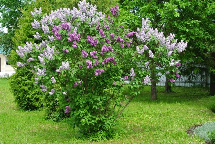 Merawat lilac di kebun