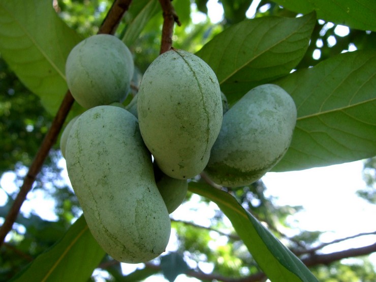 Azimina: menanam dan merawat di ladang terbuka, tumbuh di kebun