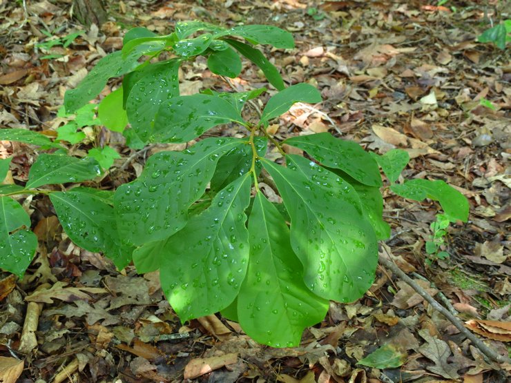 Plantering av en pawpaw i öppen mark